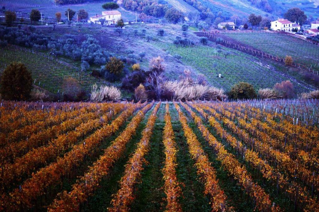 Agriturismo Cantina Morone Guardia Sanframondi Exterior foto